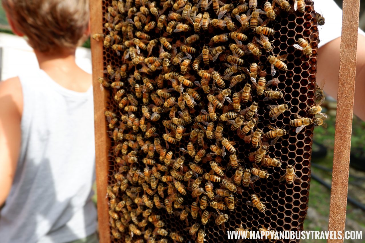 Bohol Bee Farm Tour Happy And Busy Travels