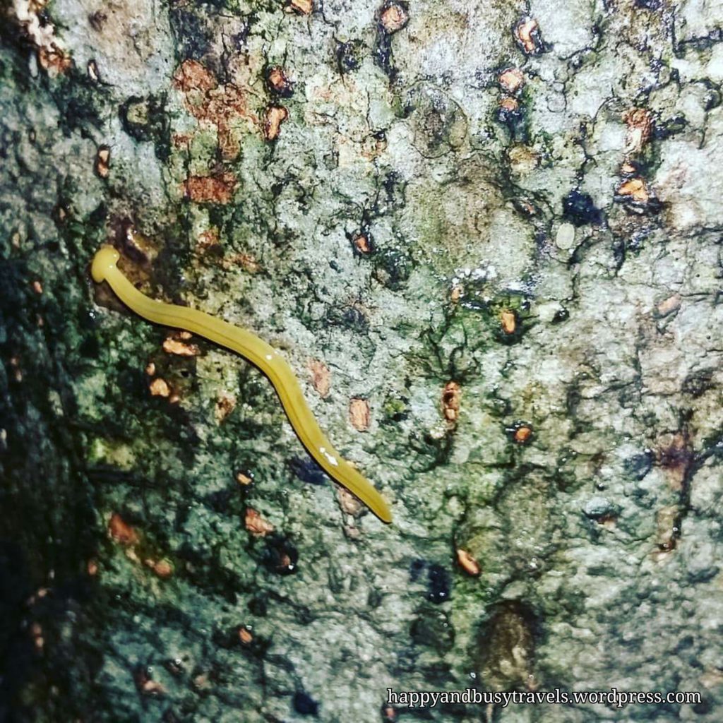 Flat head worm - The trail is not that hard because the caretakers already created a path for the visitors.