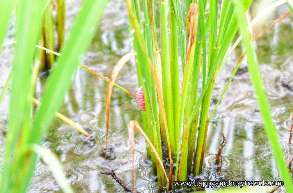 Pink Snail Eggs on rice Banaue Rice Terraces View Point - Happy and Busy Travels to Sagada