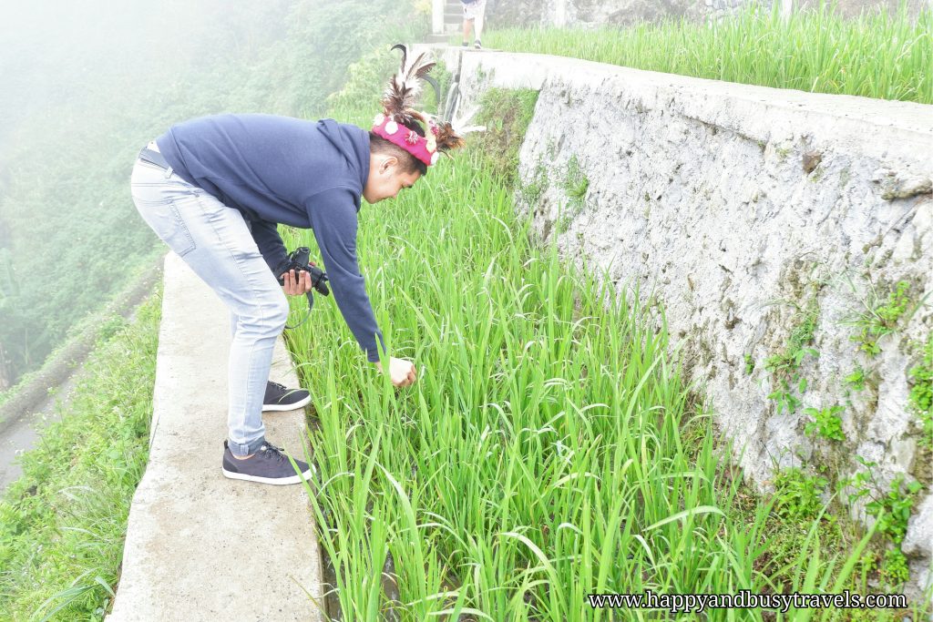 Banaue Rice Terraces View Point - Happy and Busy Travels to Sagada