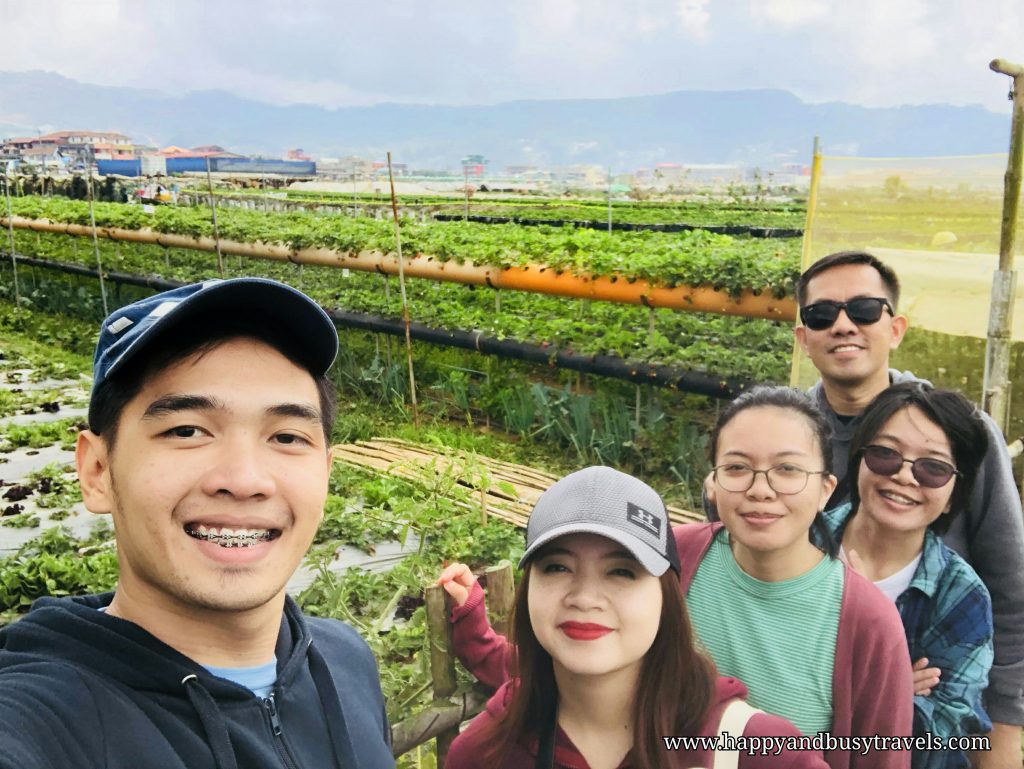 strawberry farm - Happy and Busy Travels to Sagada