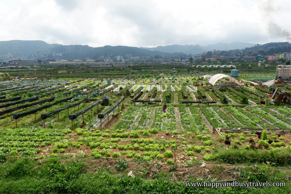 strawberry farm - Happy and Busy Travels to Sagada