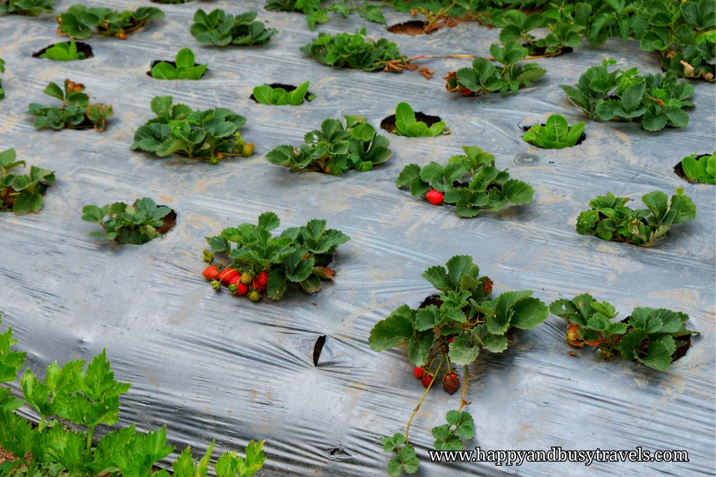 strawberry farm - Happy and Busy Travels to Sagada