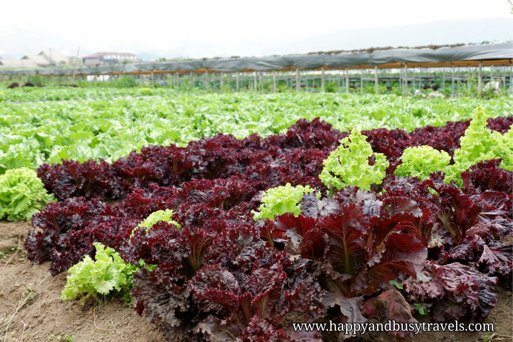 letuce in strawberry farm - Happy and Busy Travels to Sagada