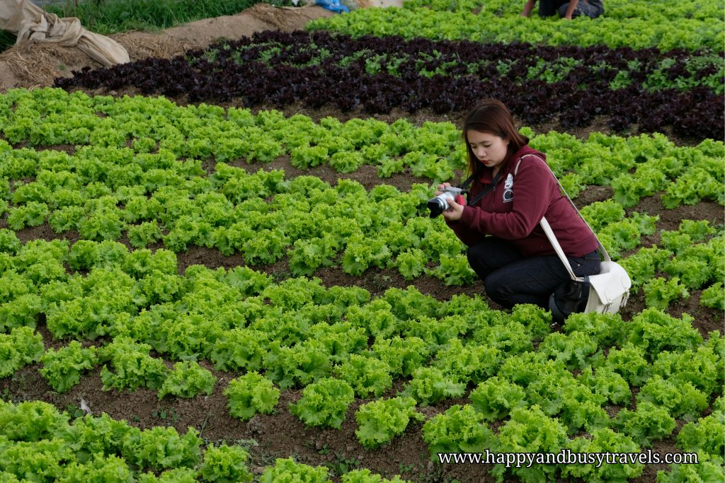 strawberry farm - Happy and Busy Travels to Sagada