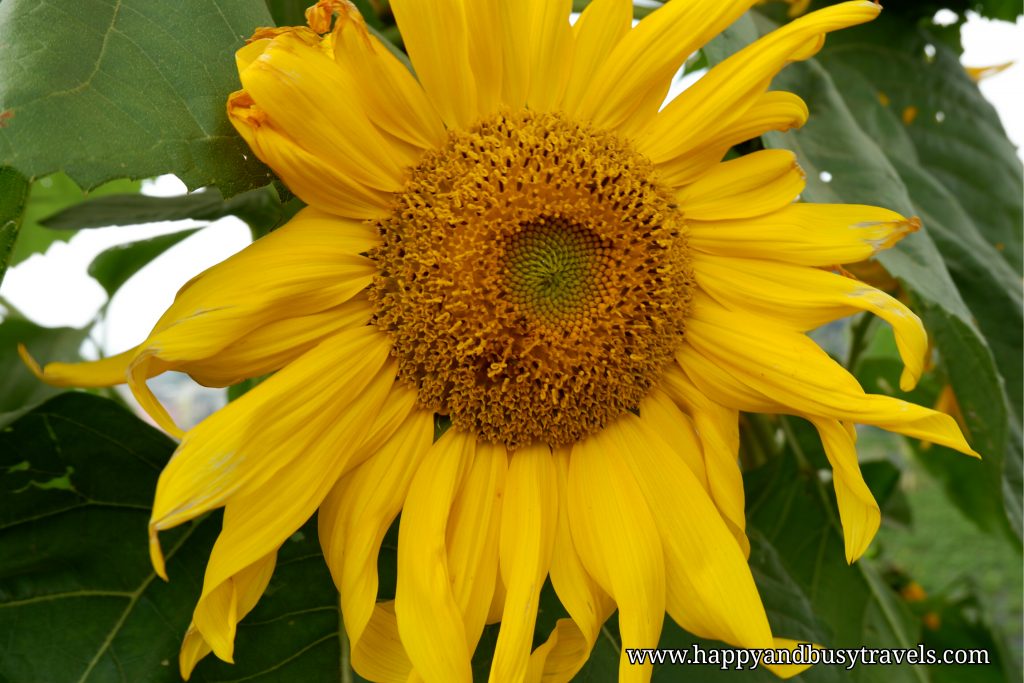 sunflower strawberry farm - Happy and Busy Travels to Sagada