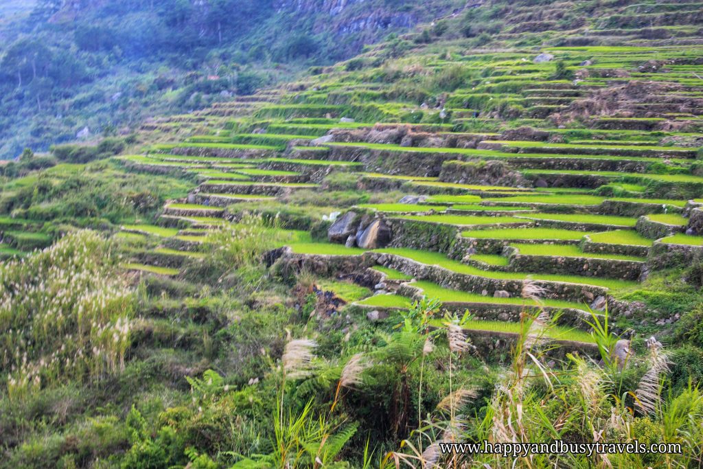 26 Rice Terraces to Bomod-ok Falls - Banaue, Sagada, Baguio Tour