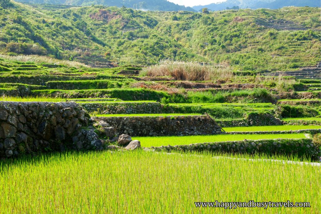 sagada to banaue rice terraces travel time