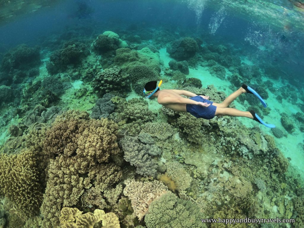 Apo Island Snorkeling