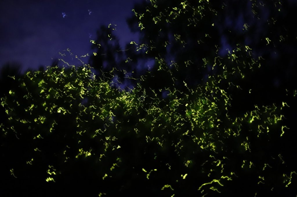 Maribojoc Mangrove Firefly Watching Bohol