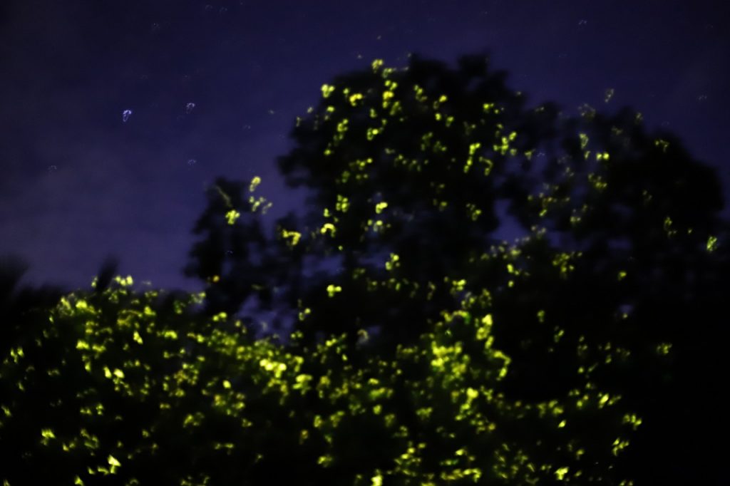 Maribojoc Mangrove Firefly Watching Bohol