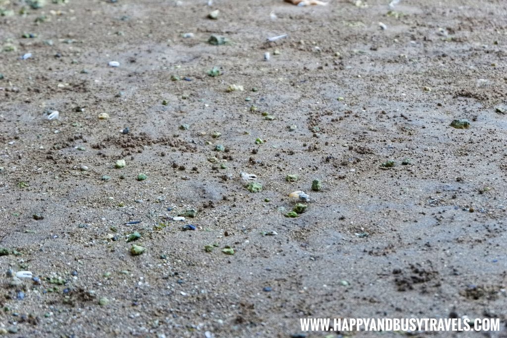 Fiddler Crabs Maribojoc Mangrove Firefly Watching Bohol