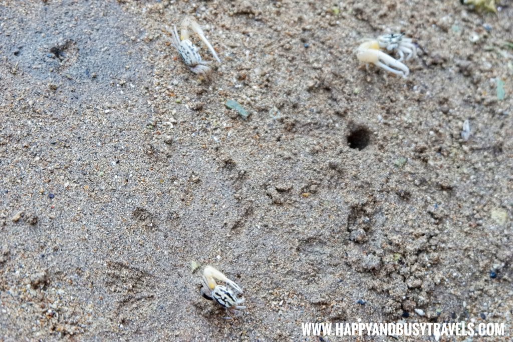 Fiddler Crabs Maribojoc Mangrove Firefly Watching Bohol