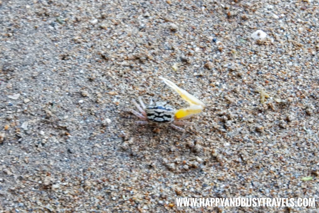 Fiddler Crab Maribojoc Mangrove Firefly Watching Bohol