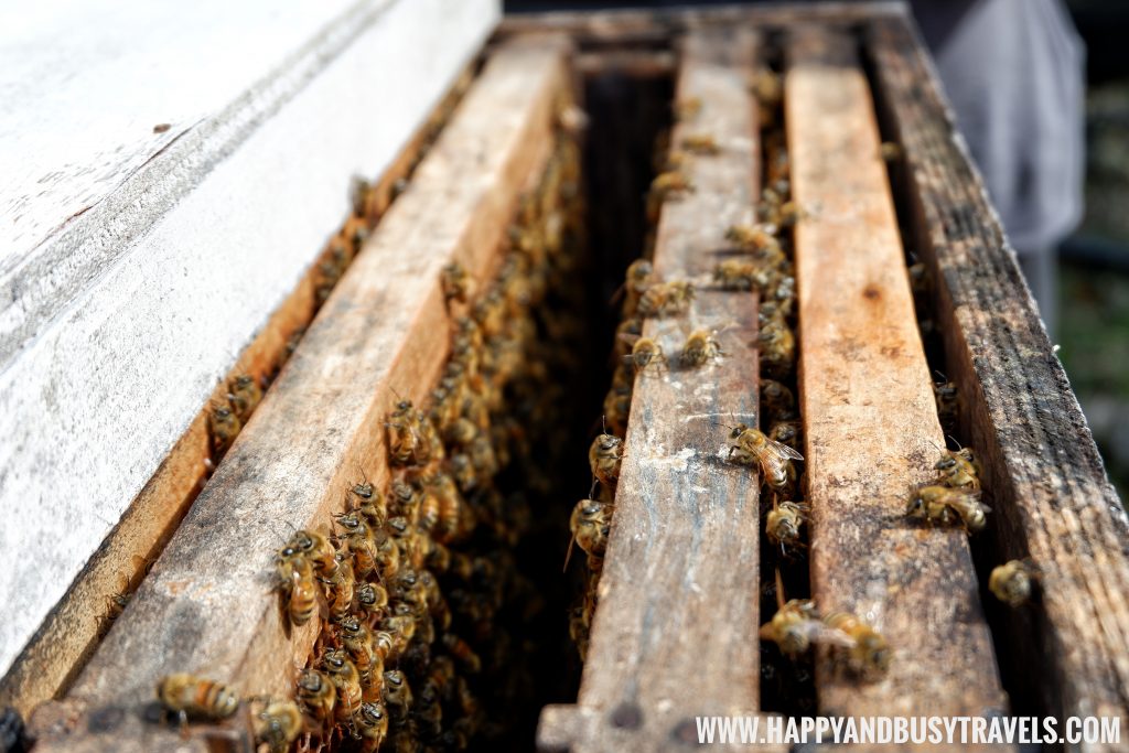 Bee Hive Bohol Bee Farm Happy and Busy Travels
