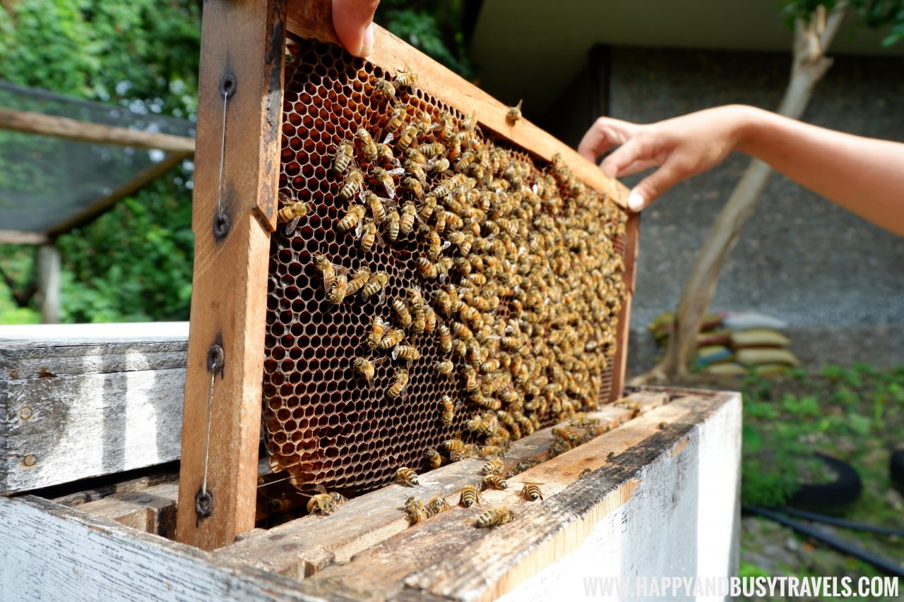 Bohol Bee Farm Tour - Happy and Busy Travels