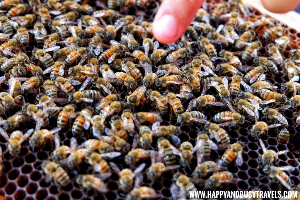 Bohol Bee Farm Happy and Busy Travels Queen Bee