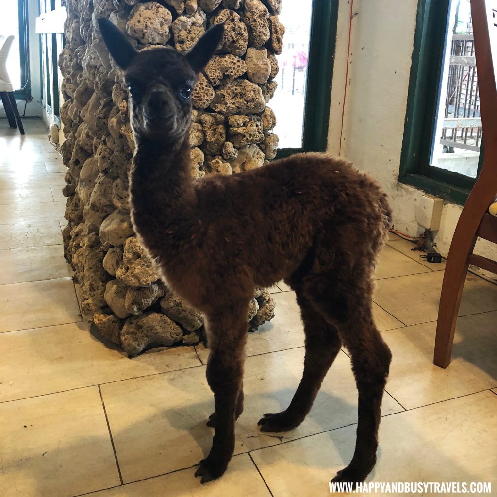 OIA Cafe, Alpaca Cafe, animal cafe - Happy and Busy Travels to Taiwan