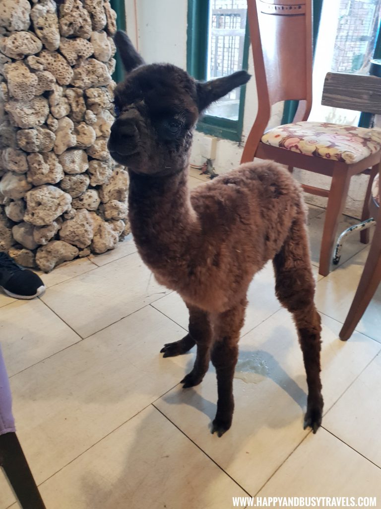 OIA Cafe, Alpaca Cafe, animal cafe - Happy and Busy Travels to Taiwan