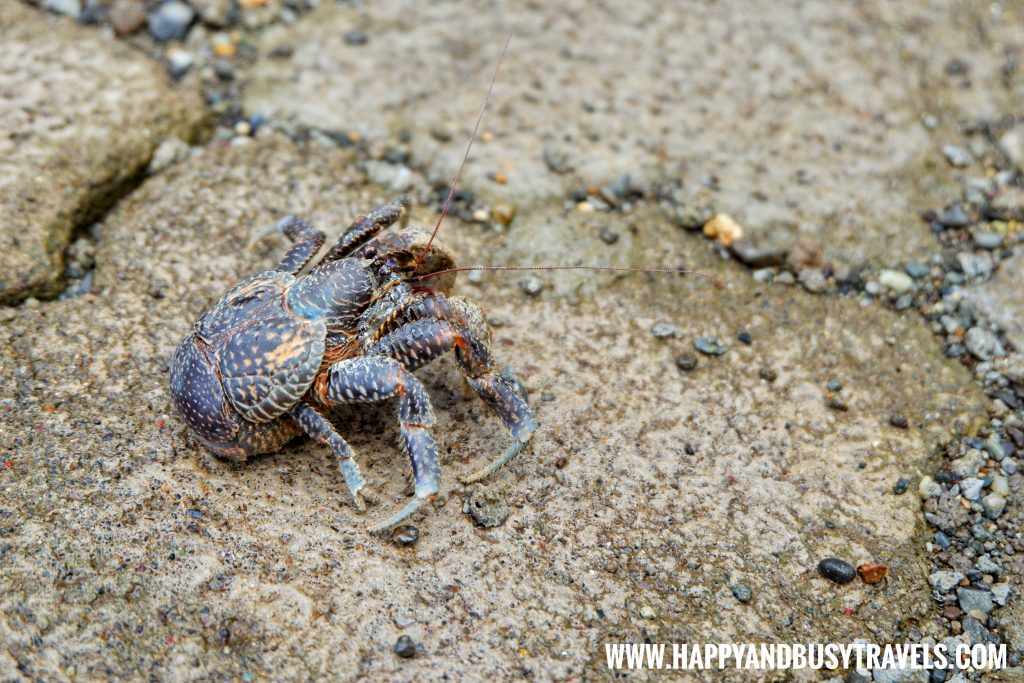 Coconut Crab at the Ocean's Edge Resort Carabao Island Romblon Review Happy and Busy Travels