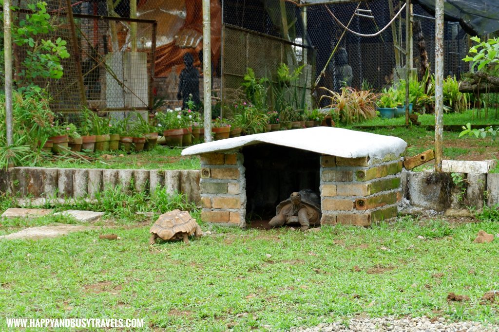 Tortoise in Yoki's Farm Mendez Cavite Happy and Busy Travels Review