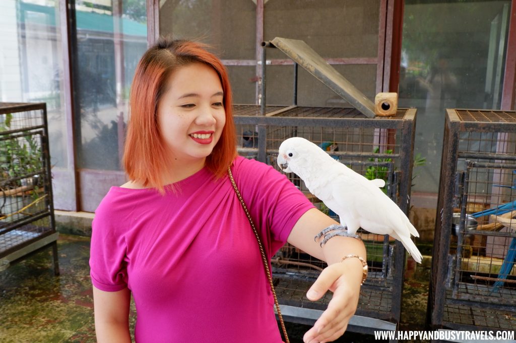 Meet and Greet a white cockatoo in Yoki's Farm Mendez Cavite Happy and Busy Travels Review