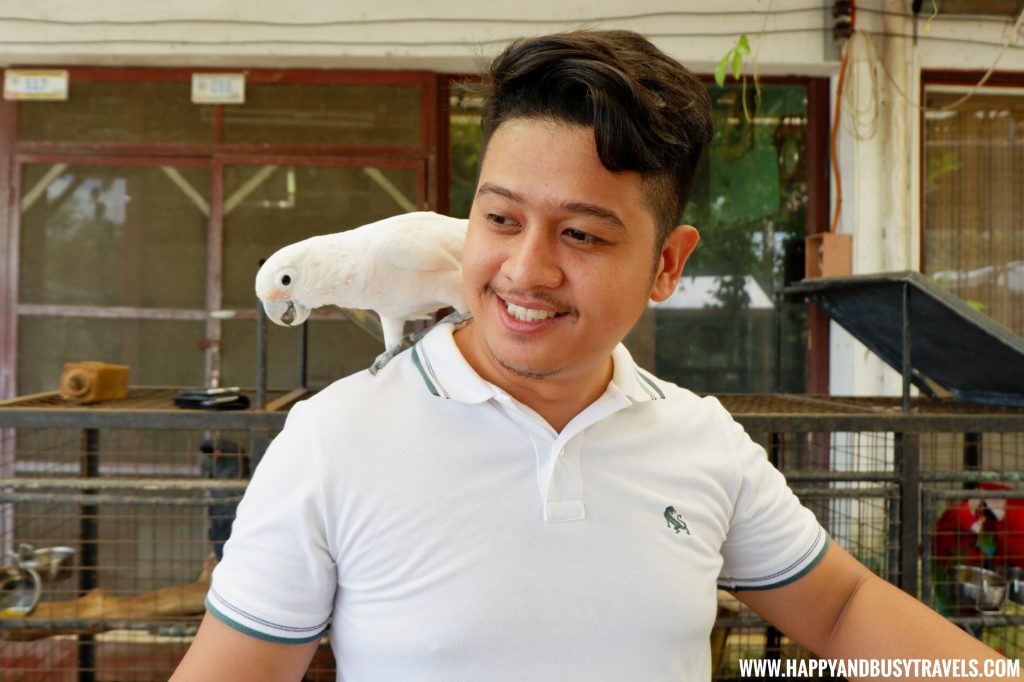 Busy with a white cockatoo in Yoki's Farm Mendez Cavite Happy and Busy Travels Review