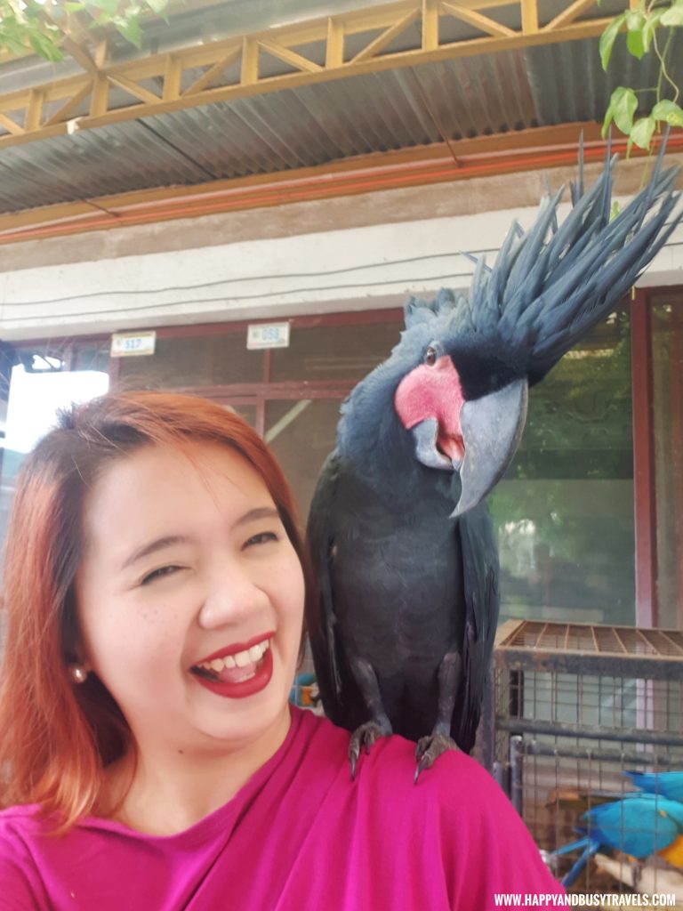 Palm Cockatoo in Yoki's Farm Mendez Cavite Happy and Busy Travels Review