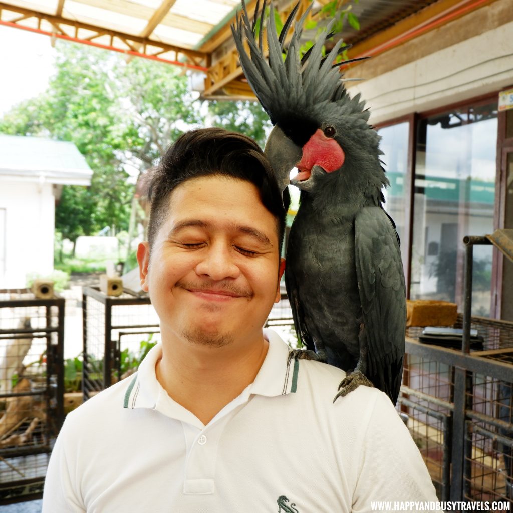 Meet and greet with the Palm Cockatoo in Yoki's Farm Mendez Cavite Happy and Busy Travels Review