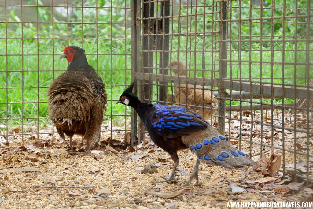 Palawan Peacock Pheasant in Yoki's Farm Mendez Cavite Happy and Busy Travels Review
