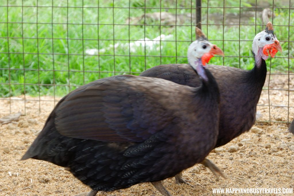 Domestic Guineafowl Binggala in Yoki's Farm Mendez Cavite Happy and Busy Travels Review