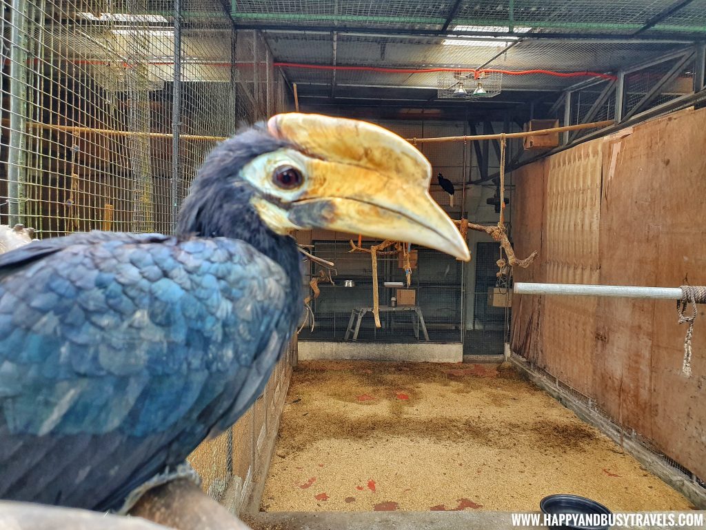 Hornbill in Yoki's Farm Mendez Cavite Happy and Busy Travels Review