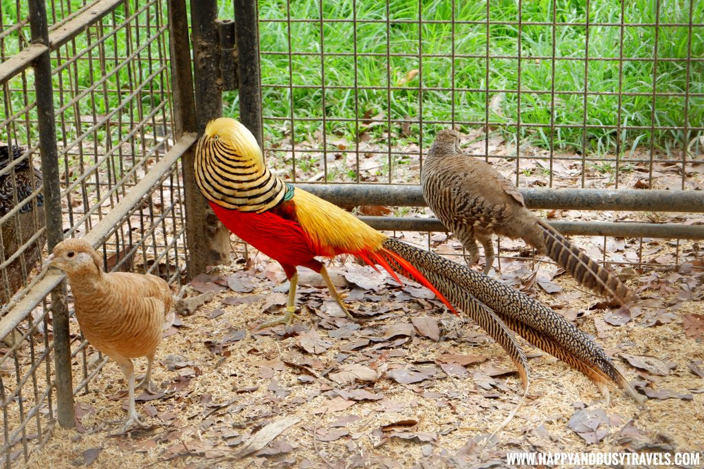 Golden Pheasant in Yoki's Farm Mendez Cavite Happy and Busy Travels Review