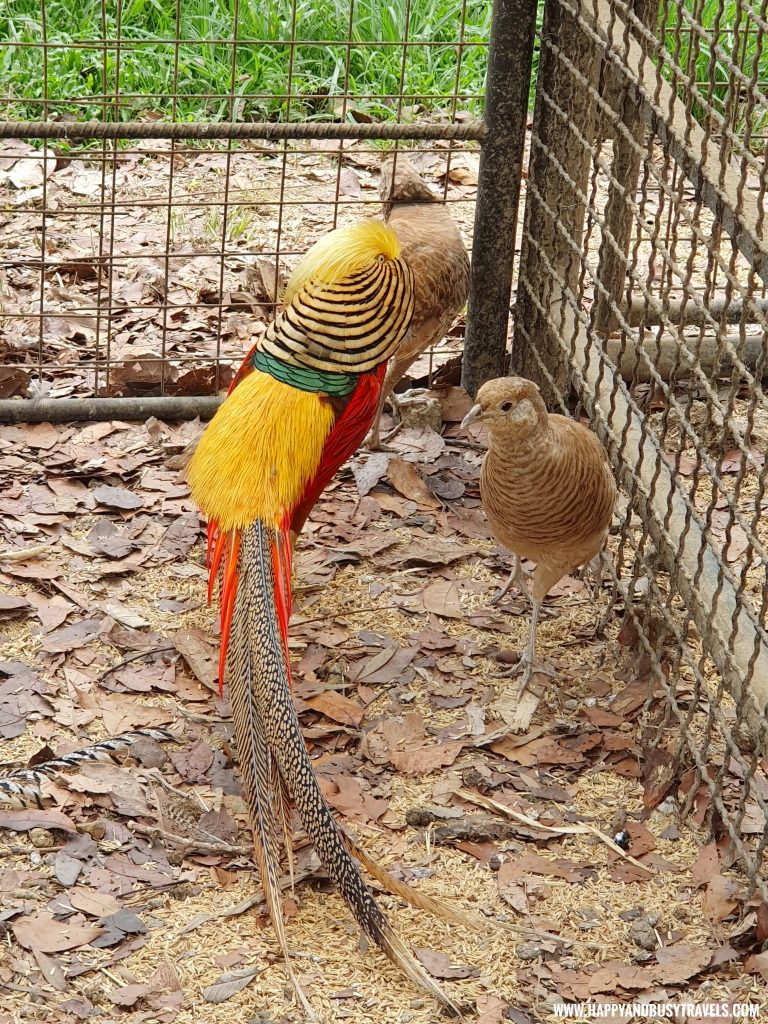 Golden Pheasant Yoki's Farm Mendez Cavite Happy and Busy Travels Review
