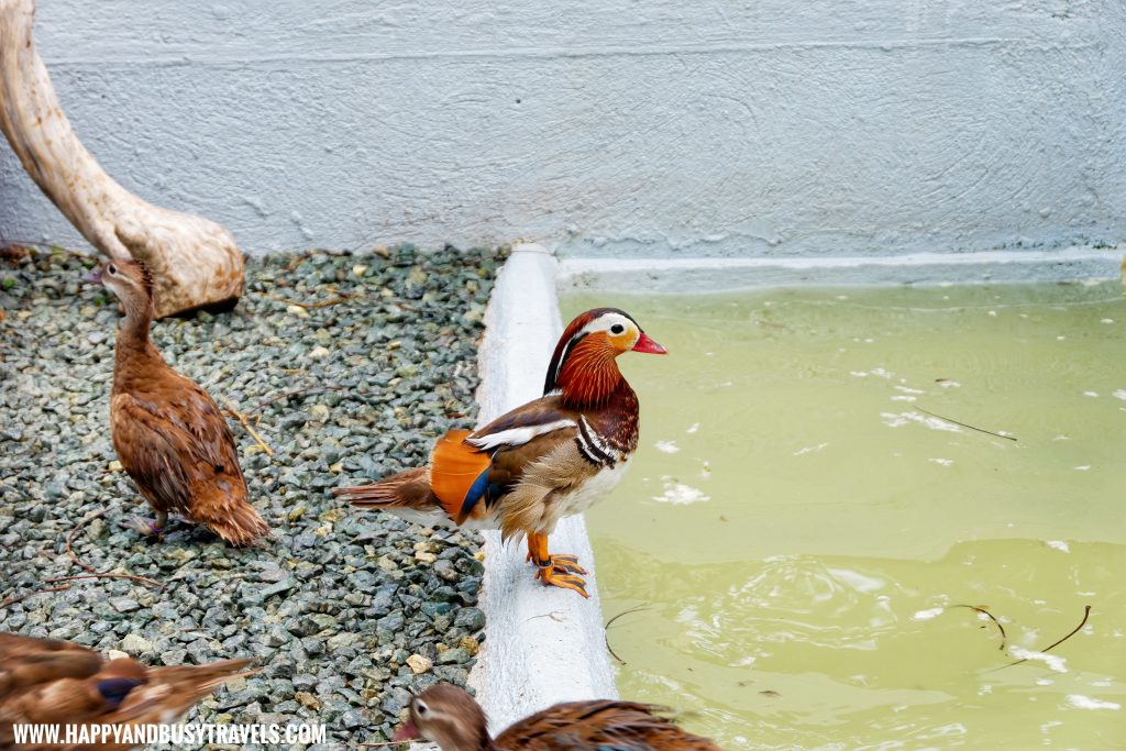 Mandarin Duck in Yoki's Farm Mendez Cavite Happy and Busy Travels Review