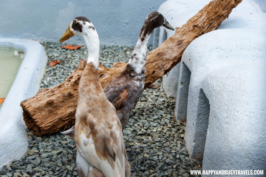 Indian Runner Duck in Yoki's Farm Mendez Cavite Happy and Busy Travels Review