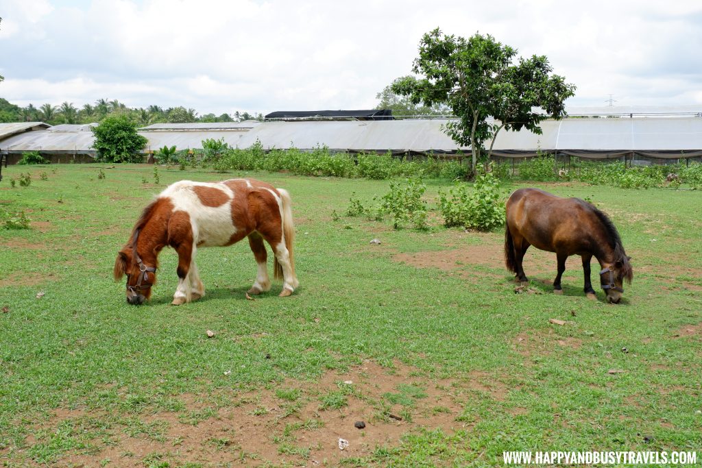 Miniature Horse in Yoki's Farm Mendez Cavite Happy and Busy Travels Review