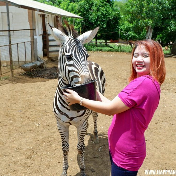 Zebra experience in Yoki's Farm Mendez Cavite Happy and Busy Travels Review