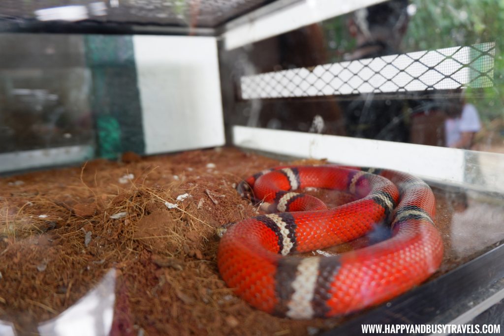 Scarlet King Snake in Yoki's Farm Mendez Cavite Happy and Busy Travels Review