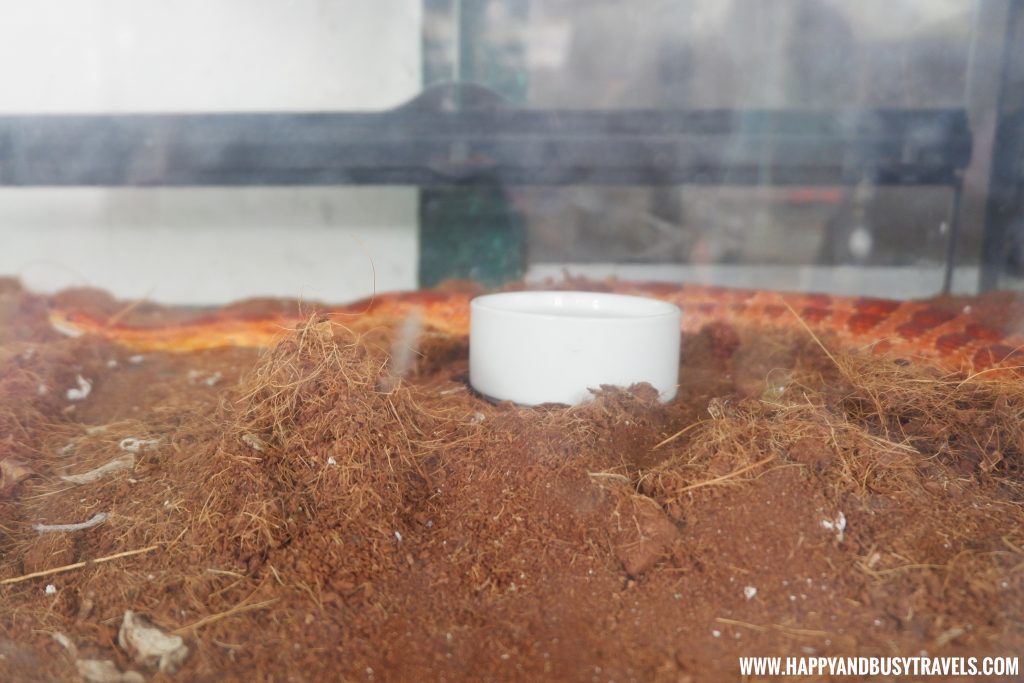 Corn Snake Yoki's Farm Mendez Cavite Happy and Busy Travels Review