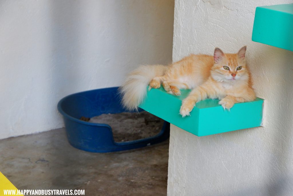 Ragamuffin Cat in Yoki's Farm Mendez Cavite Happy and Busy Travels Review