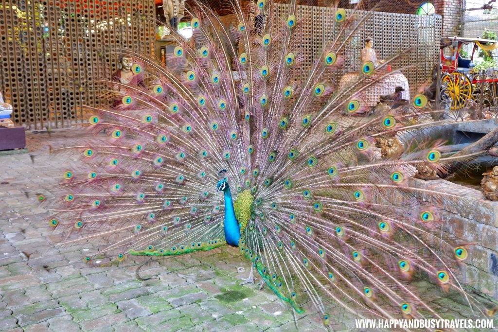 Peacock in Yoki's Farm Mendez Cavite Happy and Busy Travels Review