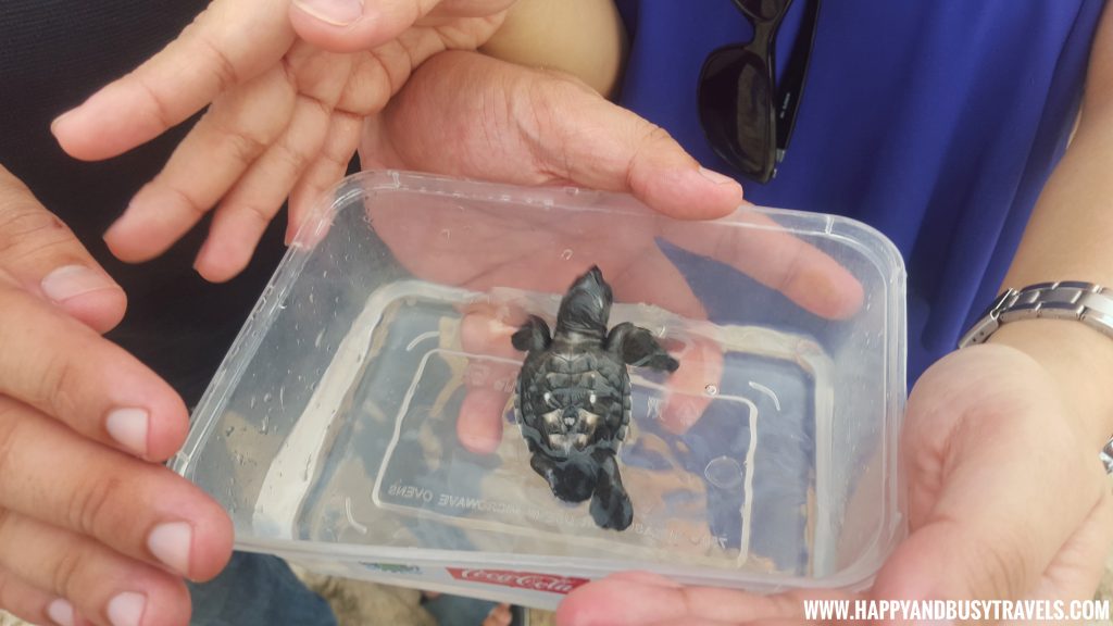 Baby Turtle Releasing by Kuta Beach Sea Turtle Conservation Center in Bali Indonesia