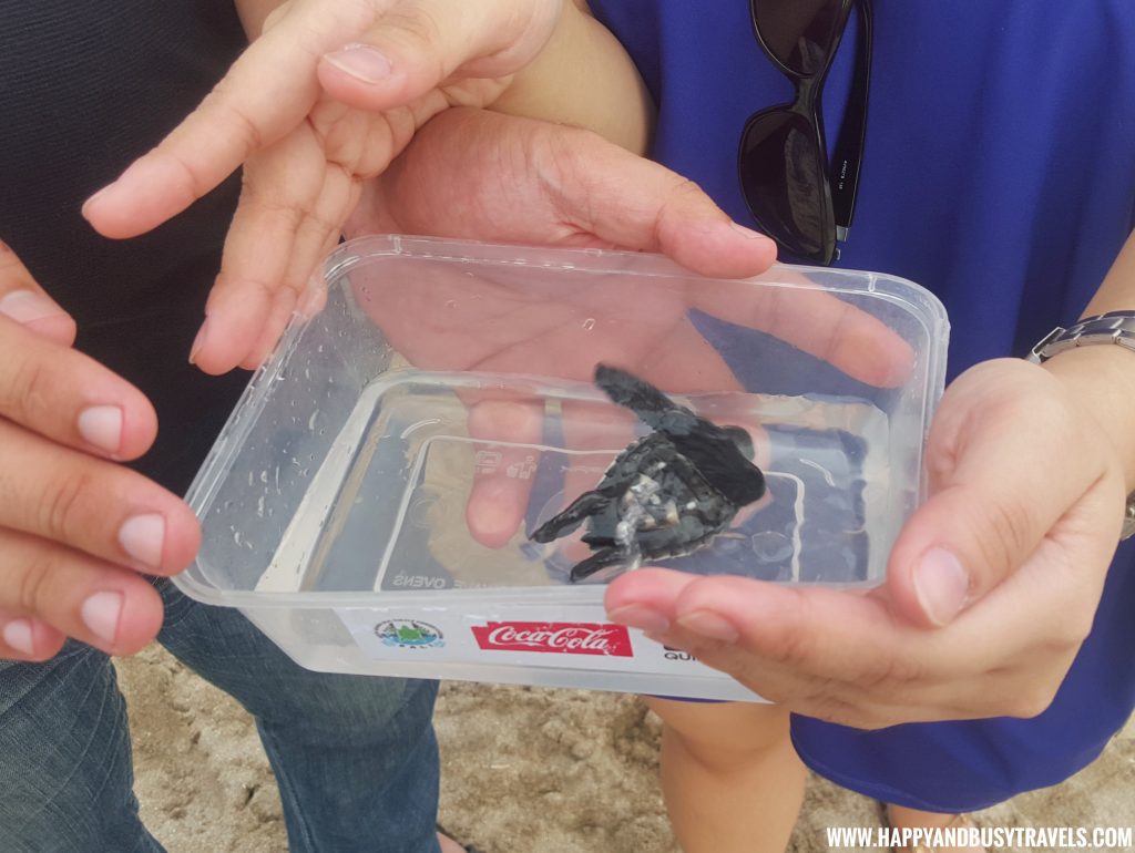 Baby Turtle Releasing by Kuta Beach Sea Turtle Conservation Center in Bali Indonesia