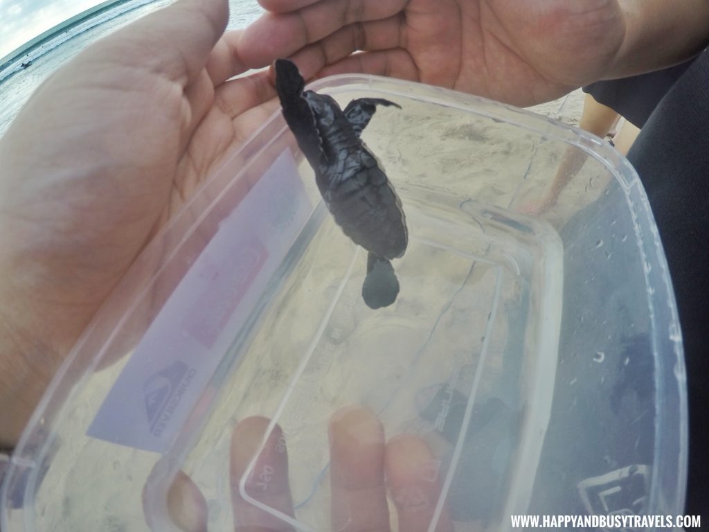 Baby Turtle Releasing by Kuta Beach Sea Turtle Conservation Center in Bali Indonesia