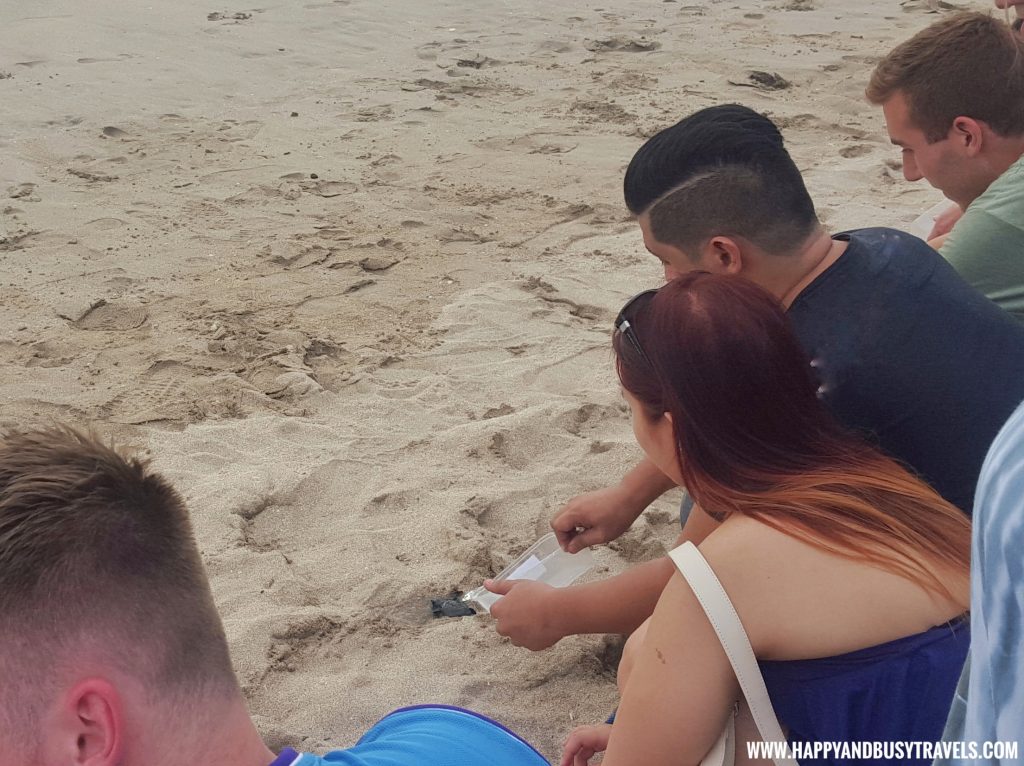 Baby Turtle Releasing by Kuta Beach Sea Turtle Conservation Center in Bali Indonesia