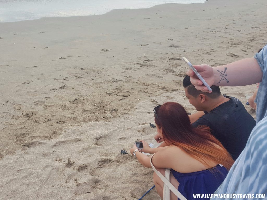 Baby Turtle Releasing by Kuta Beach Sea Turtle Conservation Center in Bali Indonesia