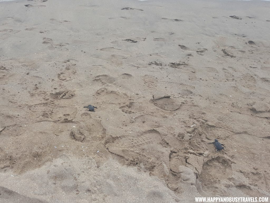 Baby Turtle Releasing by Kuta Beach Sea Turtle Conservation Center in Bali Indonesia