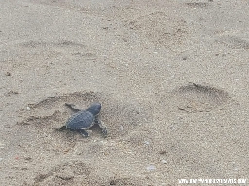 Baby Turtle Releasing by Kuta Beach Sea Turtle Conservation Center in Bali Indonesia