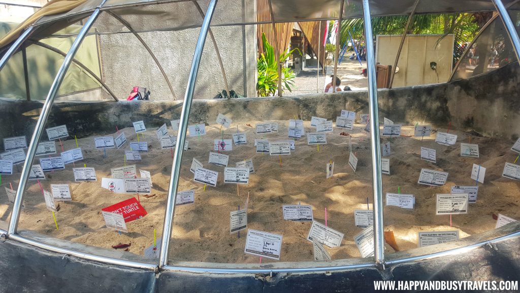 Baby Turtle Releasing by Kuta Beach Sea Turtle Conservation Center in Bali Indonesia